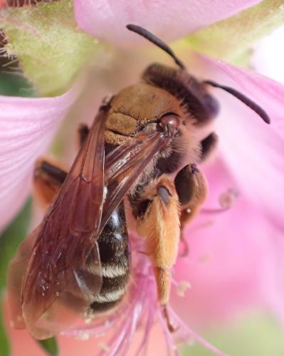 Andrena sp.